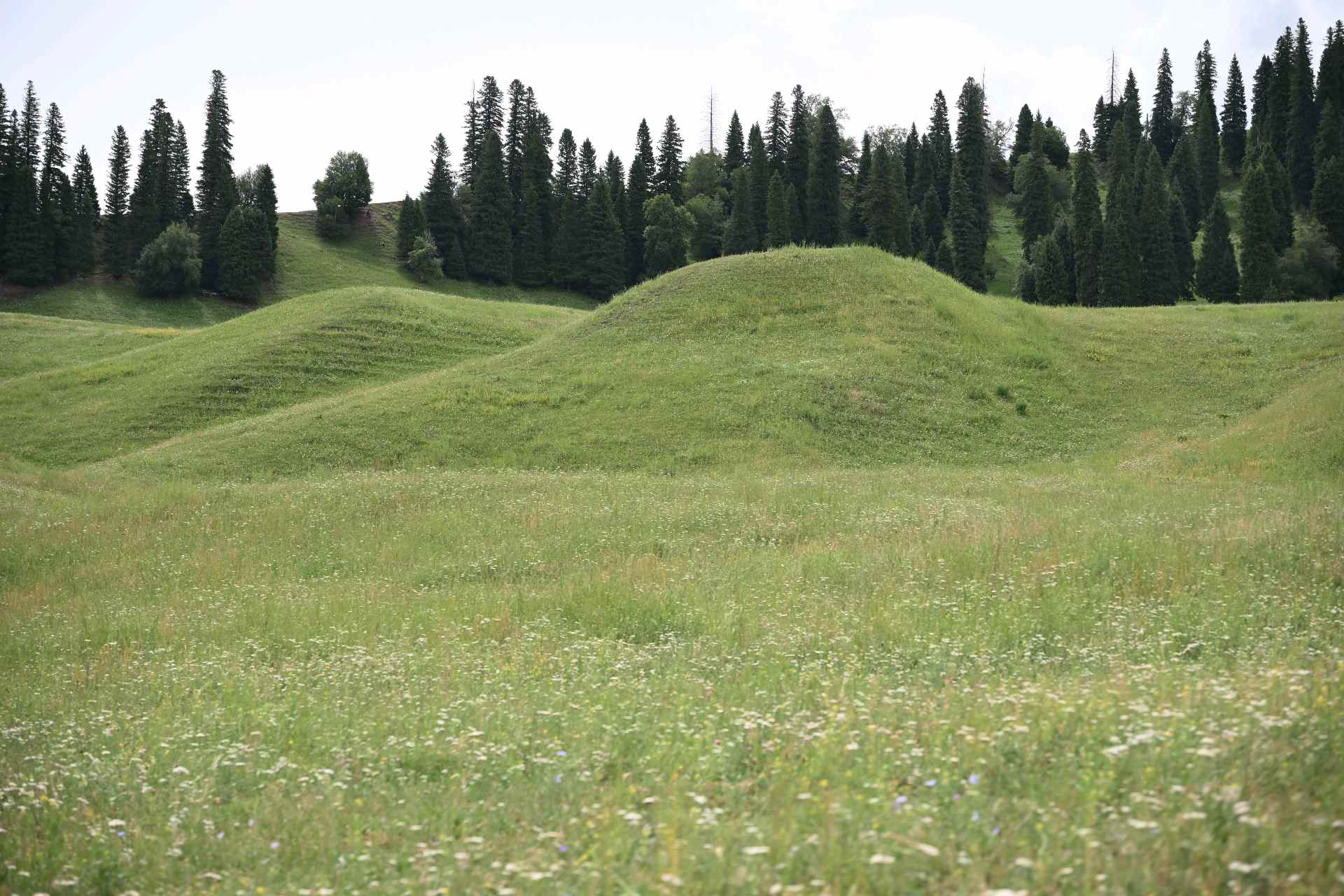 草原森林